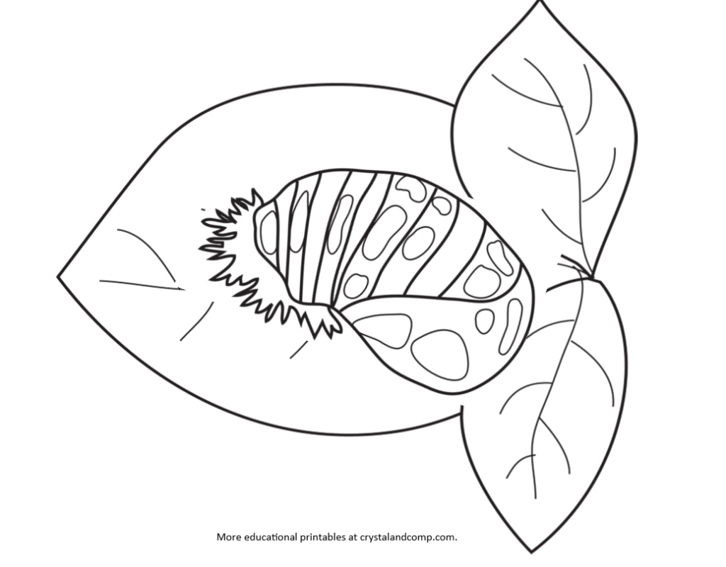 lady bug eggs coloring pages - photo #7