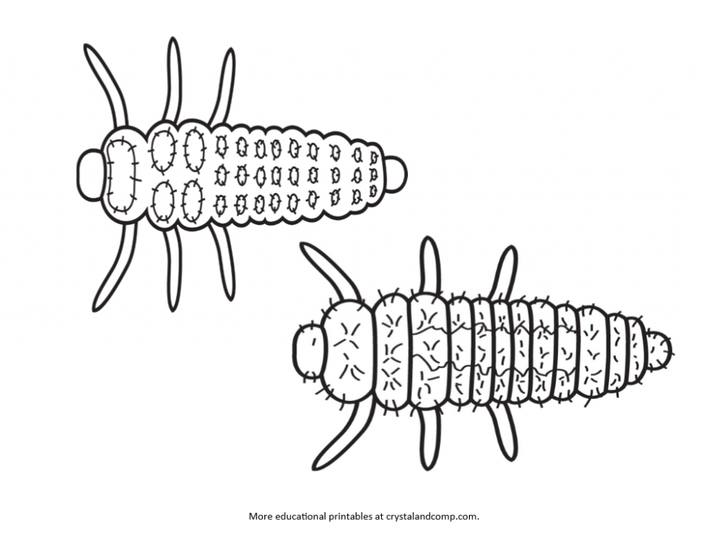lady bug eggs coloring pages - photo #35