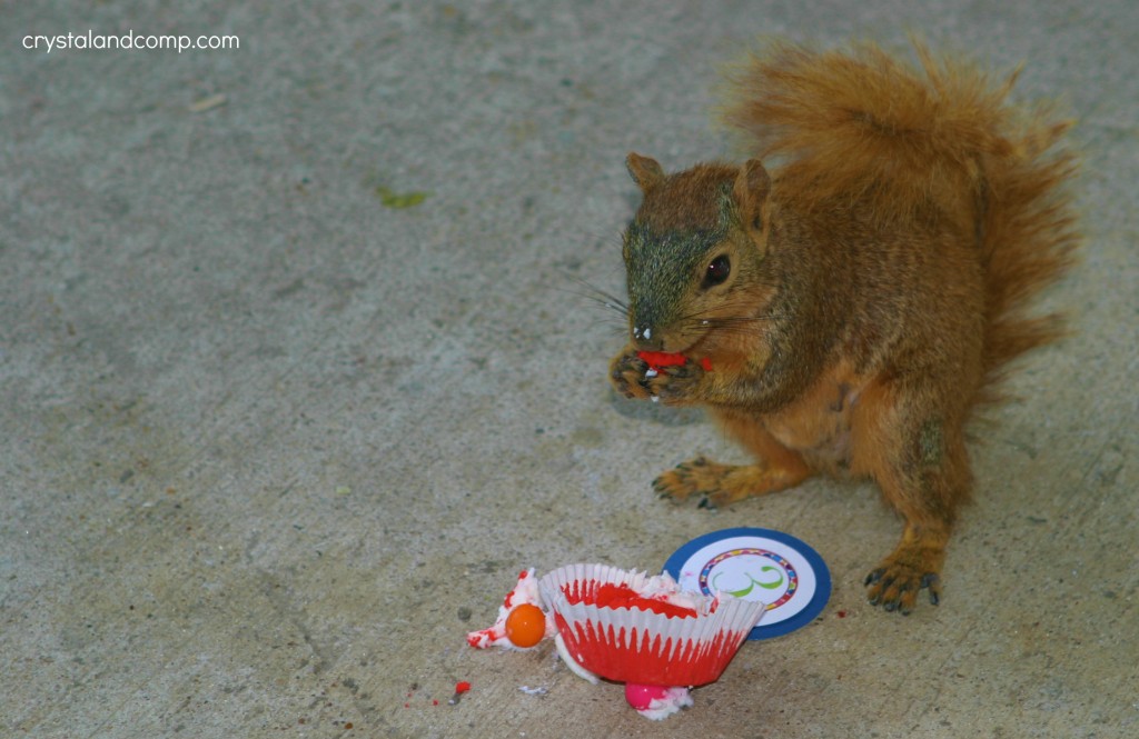 squirrel