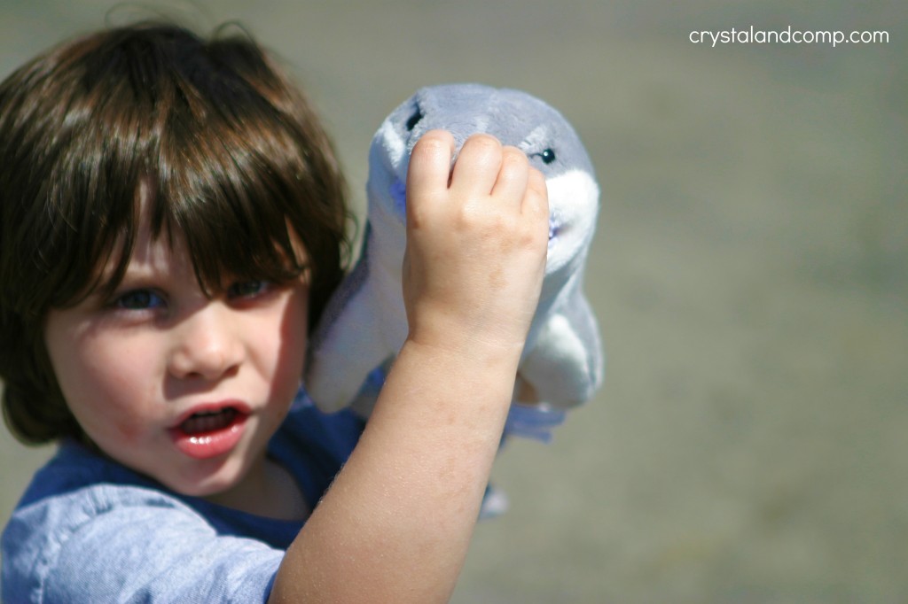 a shark