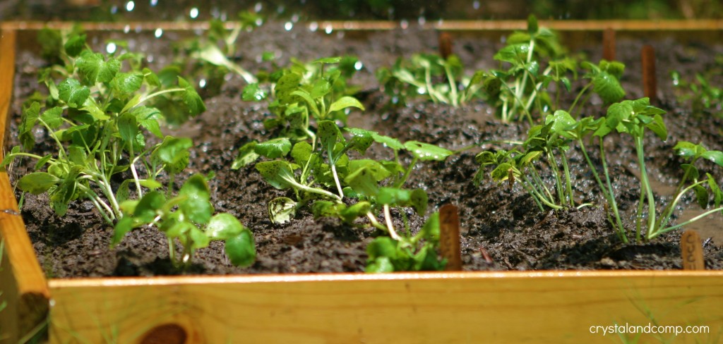 organic garden