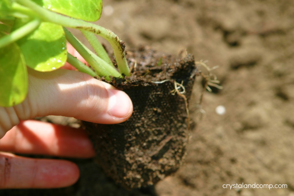 organic gardening
