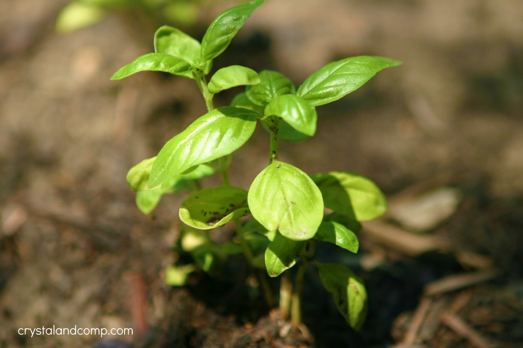 organic gardening