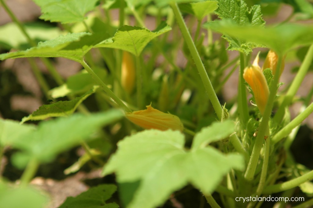 organic gardening