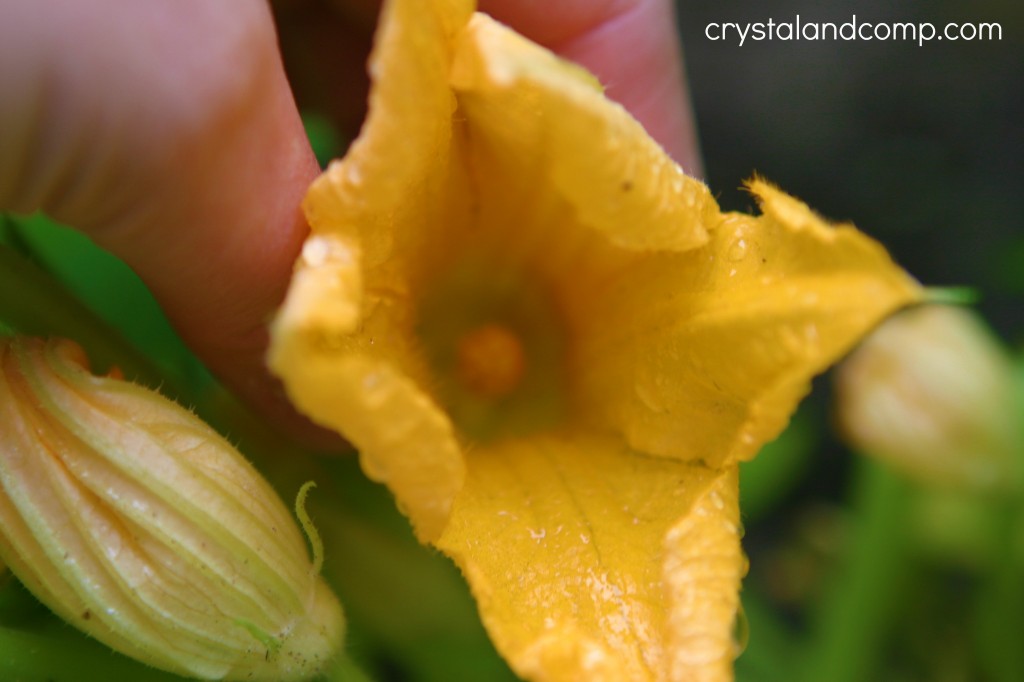 organic garden