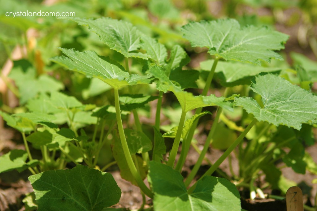 growing squash