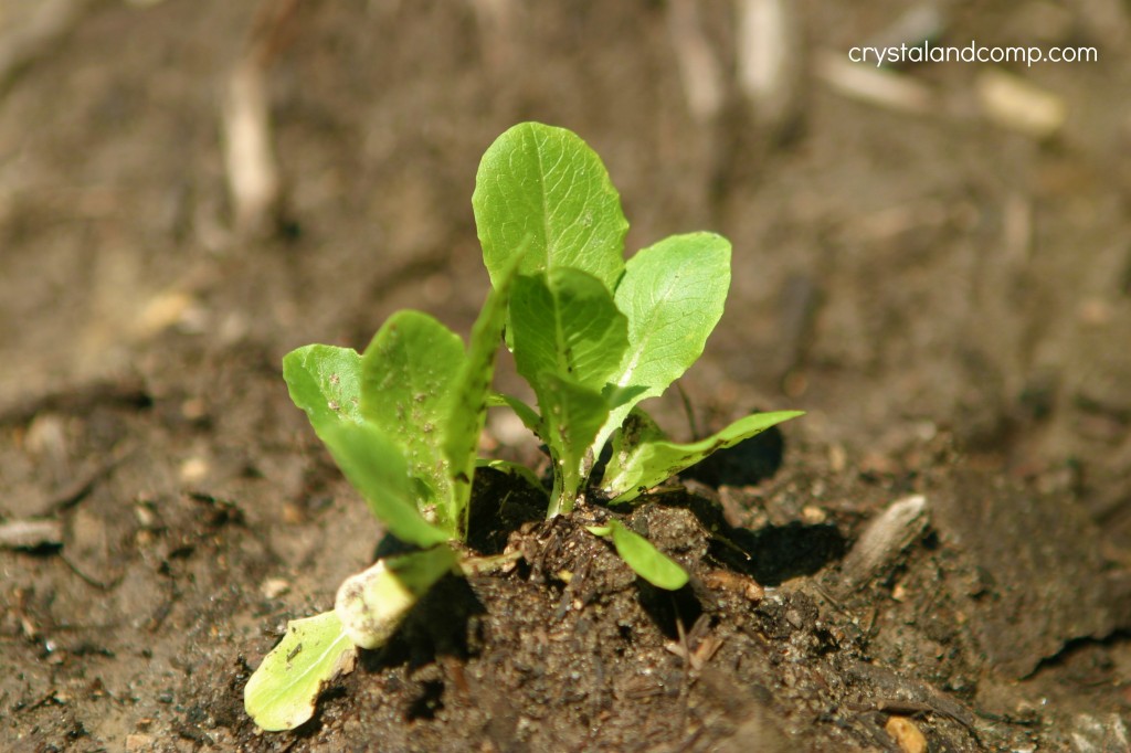 organic gardening