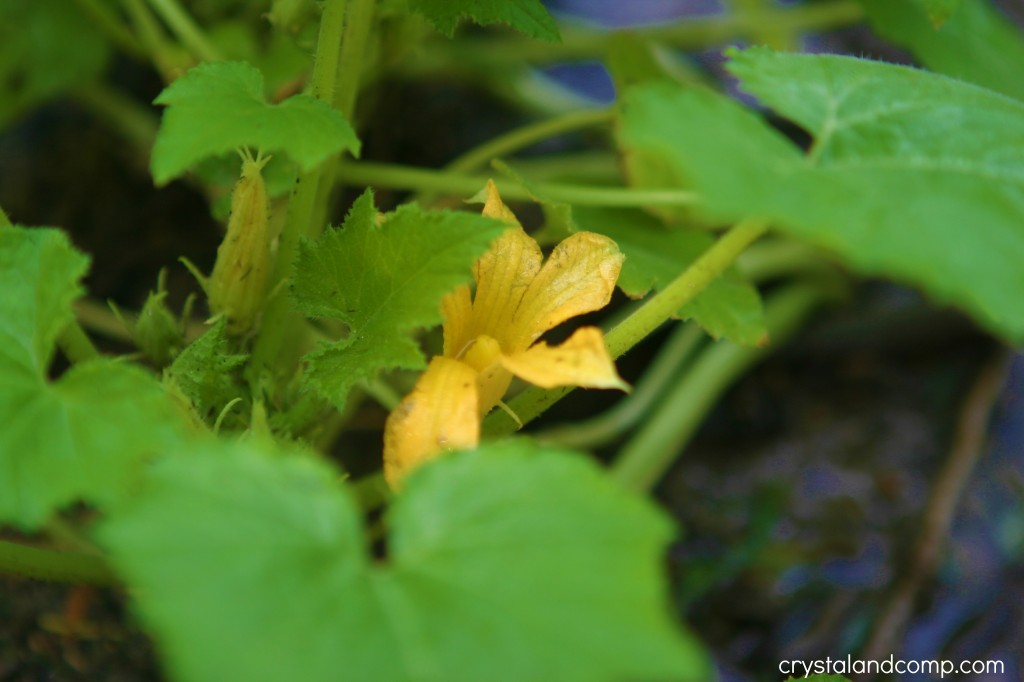 oraganic gardening
