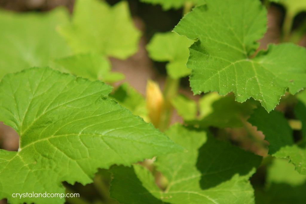 organic gardening