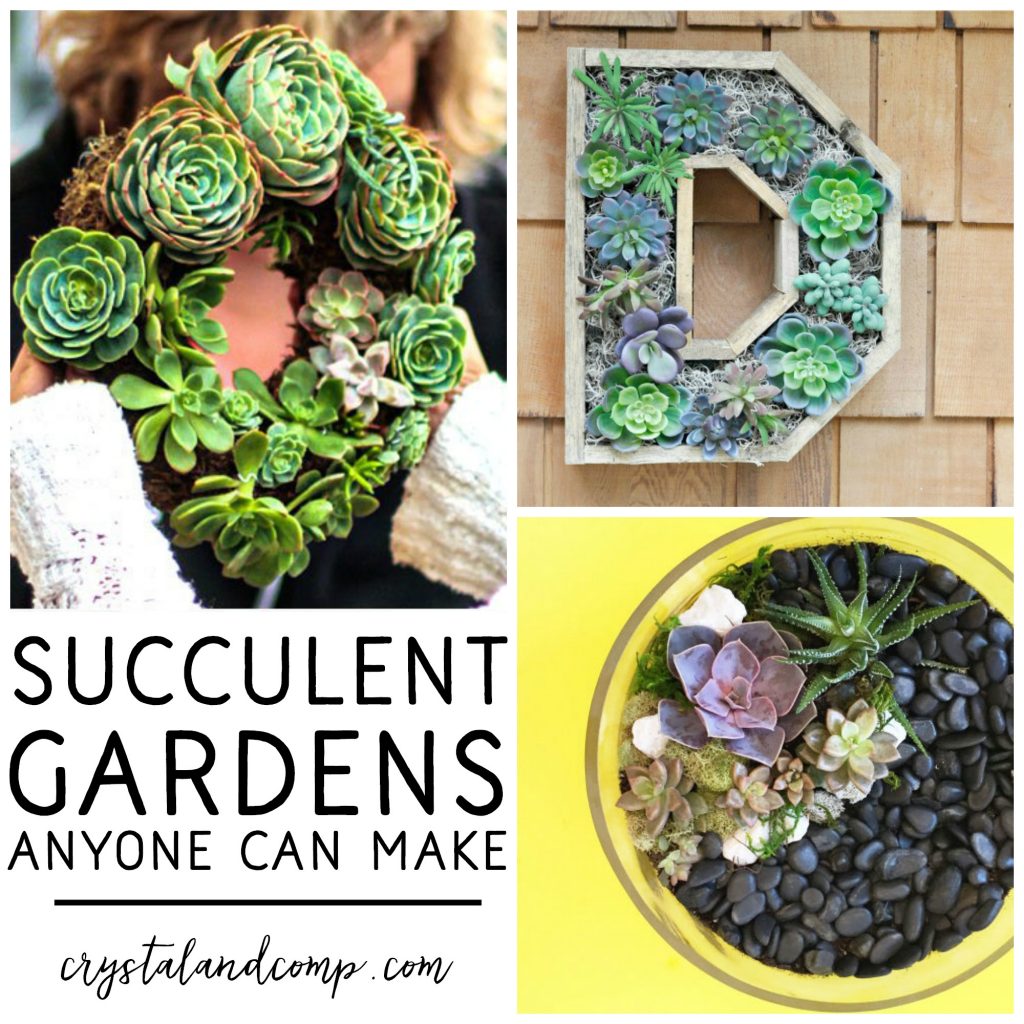 succulent gardens anyone can make