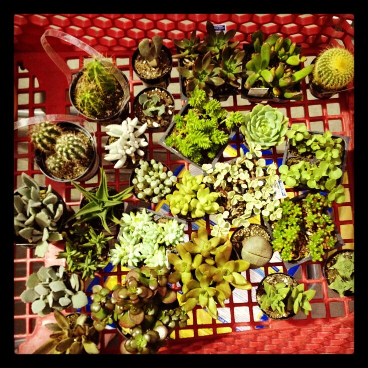Image for windowsill succulent garden