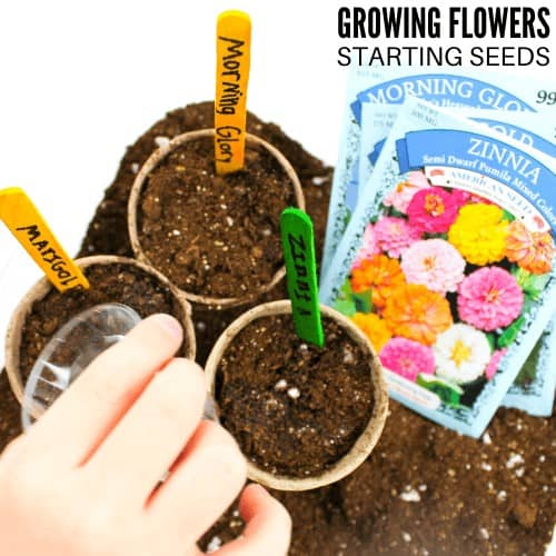 Image for Easy Flowers To Grow This Spring